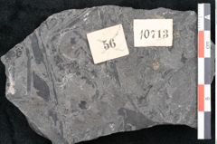 Foto (Detailansicht) von Odontopteris minor Brongniart (NHMW-GEO-2024-0188-10713)